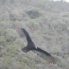 The sweeping turns of buzzards all happen at eye-level on the Wolf Ridge Trail.