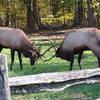 Elk in the Fall months are in rut and can become very unpredictable.