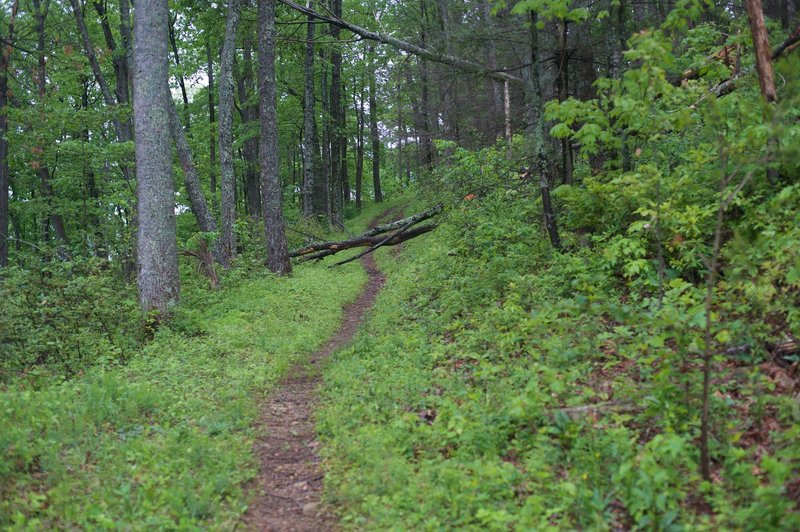 The trail narrows as it climbs up the hill.