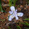 Slippery when wet. Stop to view the flowers. Steep stairs. Wild Iris here and there.