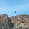 A California Condor soars above the volcanic peaks of Pinnacles National Park.