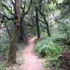 Singletrack portion of the route.