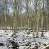 A late winter hike through the beech maple forest.