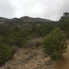 Desert cacti give way to pine trees as Embudo Trail climbs the Sandia Mountains.