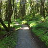Entering the forest on Trail 4.