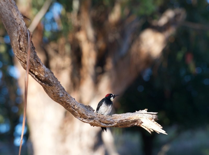 A woodpecker sits on a branch alongside the trail.  You can hear them, and catch glimpses of them, as you climb through the lower part of the trail which is more wooded due to its proximity to the creek.