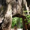 Tunnel Tree in the Tuolumne Grove of Giant Sequoias.