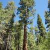 One of the giant trees in the Tuolumne Grove of Giant Sequoias.