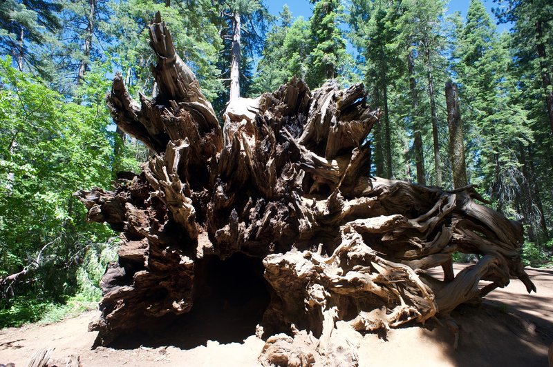 The roots of a fallen sequoia tree.
