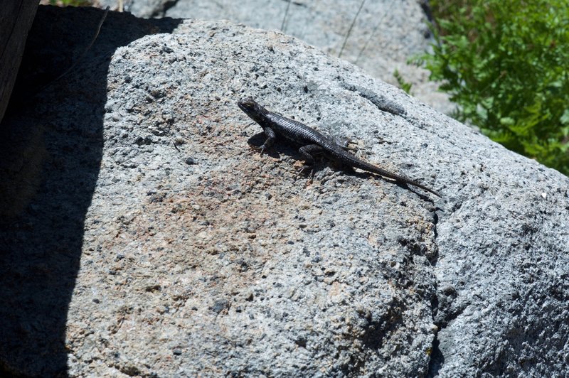 Lizard on the trail.