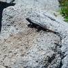 Lizard on the trail.