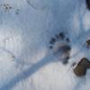 Bear tracks in the spring mean that hibernation season is over.