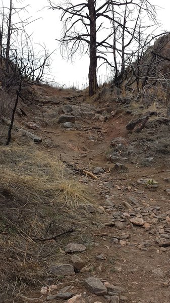 A short, but steep, descent around mile 5.