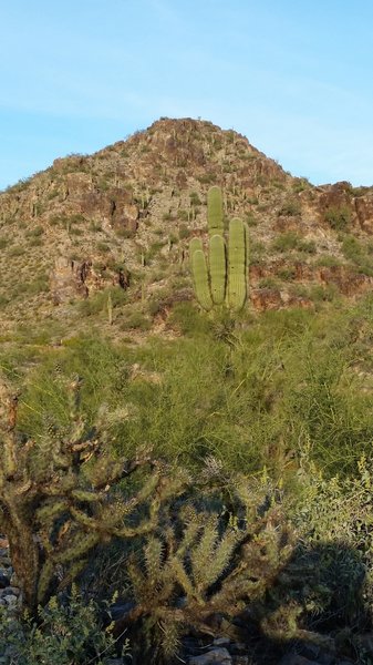 Trailside cactus.