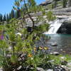 Wildflowers and waterfall along the North Fork San Joaquin River.