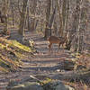 You may spot deer along the trail.
