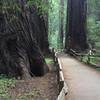 Muir Woods- quiet, cool, fresh forest air - how peaceful.
