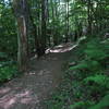 Jones Run Trail.