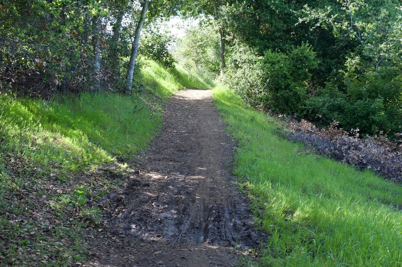 Some areas of the trail are shaded. You can see where mountain bikers and horses have turned up a damp part of the trail. It's easy to get around, but serves as a reminder that this is a shared use trail.