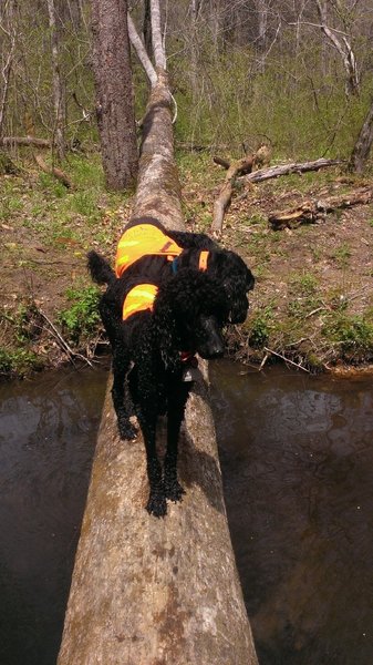 Dogs enjoying the challenge of crossing the log, at the Thomas Creek crossing.
