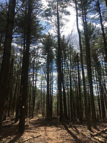 The trail travels through a section of pines.
