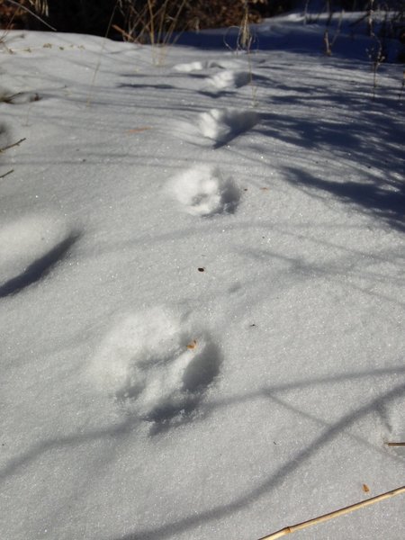 Coyote tracks in the snow