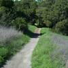 The trail as it climbs from the Arastradero Creek Trail.