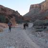 Dodging horses and pack mules on the Havasupai Trail.
