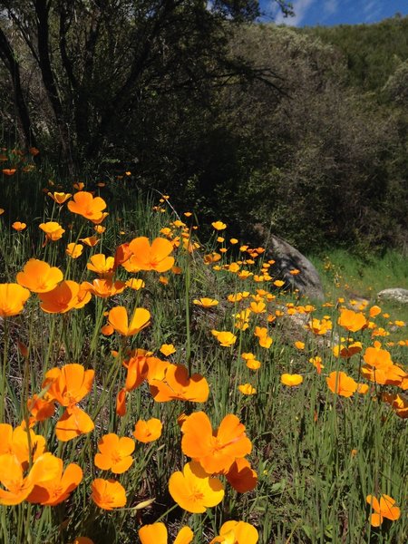 The wildflowers were abundant when I hiked this in April. Lots of poppies and buckeye.