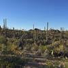Thousands of saguaro cacti grow in the hills of Saguaro National Park's Tucson Mountain District.