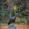 A wild turkey photographed during the fall at Hildacy Farm Preserve.