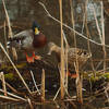 Ducks in the wetlands at Hildacy Farm Preserve.