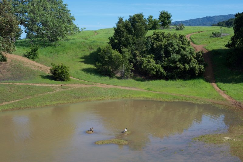 If there has been a lot of rain, ducks can be seen hanging out in the bowl.  When dry, you can see the various trails that bikers use to ride through the bowl.