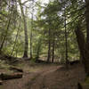 Dark cedar forest on Avalanche Campground Trail