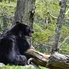 A fat Black Bear eating a snack!