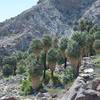 The palm tree oasis at the end of the trail. This area provides shade, food, and water for some of the wildlife that can be found in the park, including bighorn sheep.