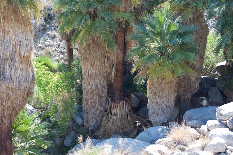 The National Park Service asks that you not explore under the second set of palm trees, as this is fragile habitat vital to the larger ecosystem. Enjoy the view form a distance.