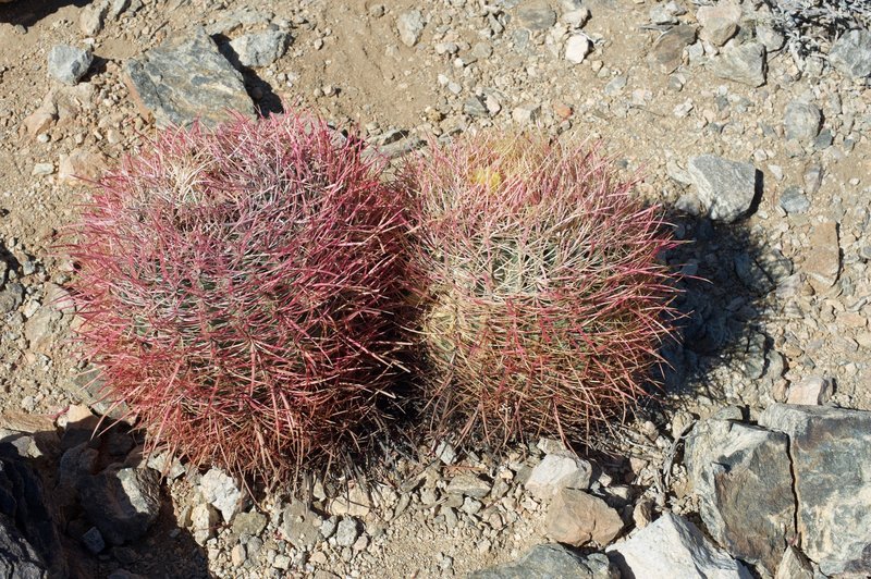 Red barrel cacti sitting alongside the trail.