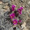 In the spring, flowers bloom alongside the trail. It adds a little bit of color to the desert landscape.