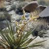 This Yucca Cactus has already passed its bloom, but shows how Yucca and Joshua Trees bloom.