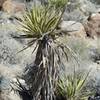 Yucca Cacti along the trail.