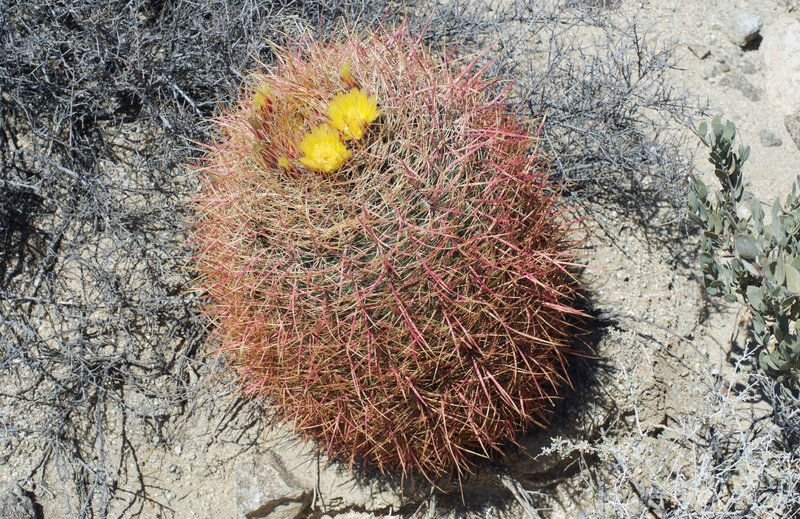 A red barrel cactus blooms in the spring. The yellow flowers attract bees, so be careful admiring their beauty.