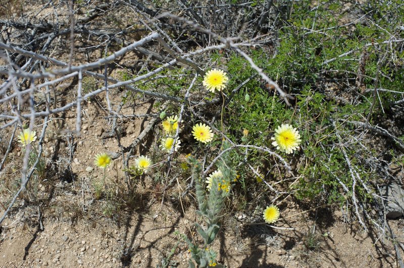 Wildflowers can be seen along the trail in the spring as they bloom.