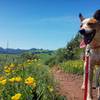 Finn on the connector trail.