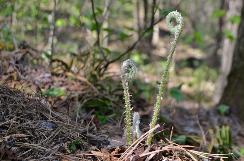 Young fern "fiddleheads" growing along Loblolly Trail.