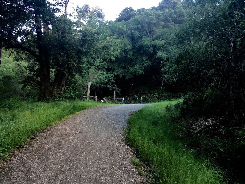 As you head through the woods, the trail starts to climb steeply up a hill that brings you to the boundary of the preserve. The trail curves to the right and continues climbing up the hill at this point.