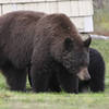 Bears tend to make their way through the area as well.