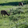 A pair of male Elk, spotted off the Howard Eaton Trail.