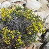 Brittlebush shrub flowers next to the trail in the spring.