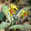 Yellow Trout Lily.